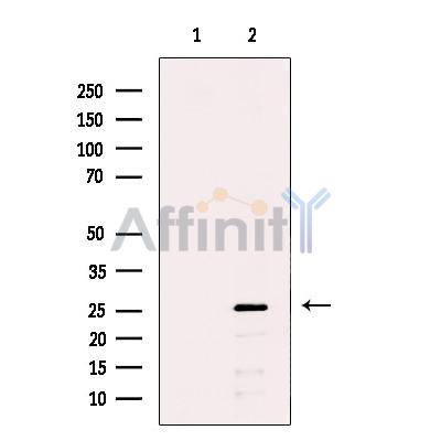 Валидация Affinity DF12321 - 6719