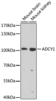 Валидация Elabscience E-AB-63973