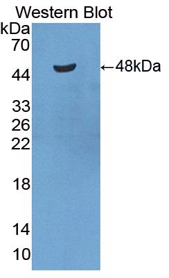 48419