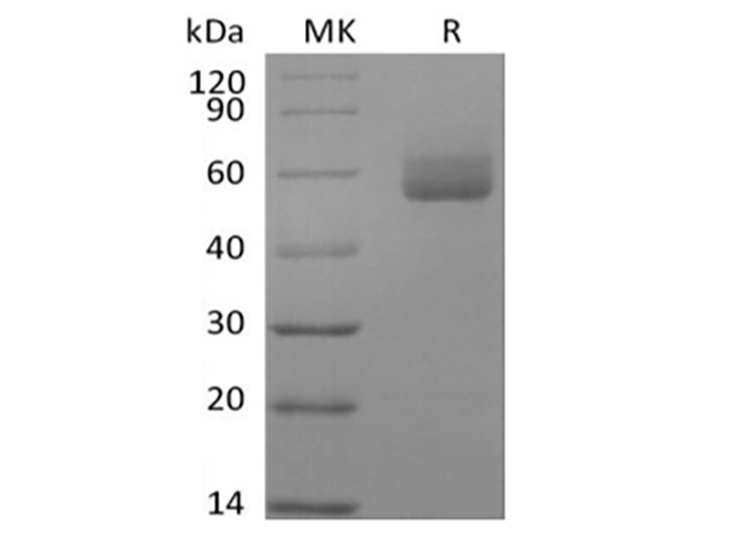 Валидация Elabscience PKSH033927(4156)