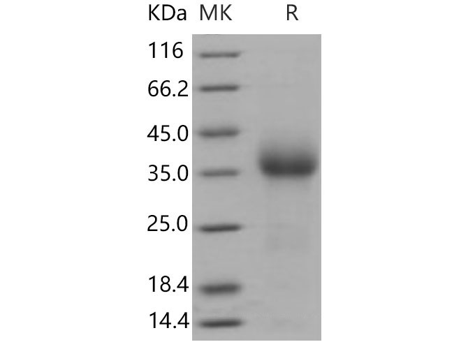Валидация Elabscience PKSM040859(4816)