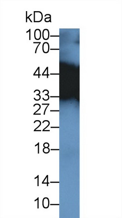 9988