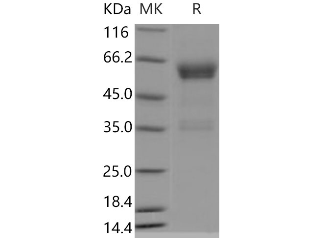 Валидация Elabscience PKSM040797(4762)