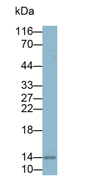 32807
