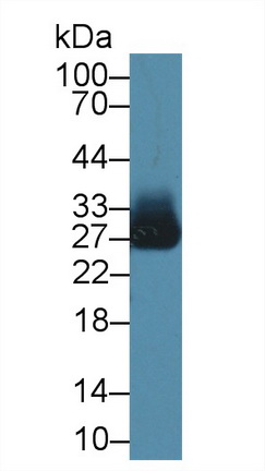 13554