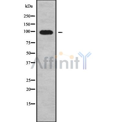 Валидация Affinity DF9375 - 21905