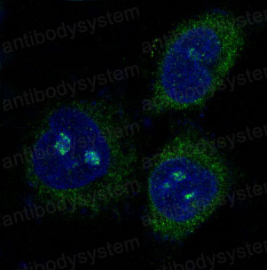 Валидация IF - AntibodySystem RHK37101