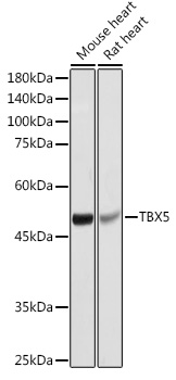Валидация Elabscience E-AB-91216