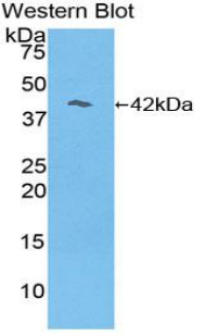41150