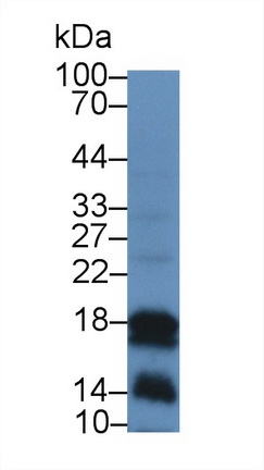 12906
