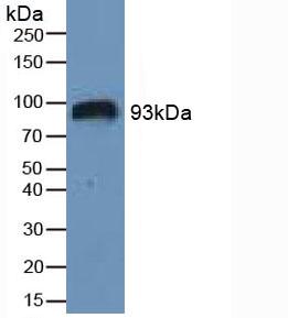 4472