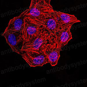 Валидация IF - AntibodySystem RHD25002 (576)