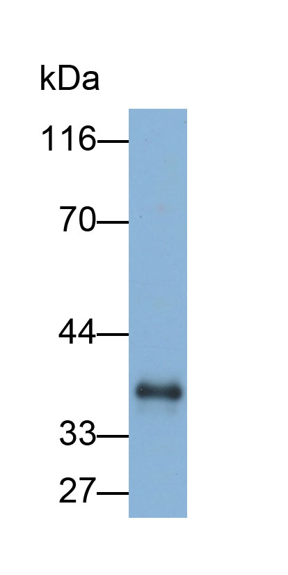 33468