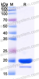 YHG57902, SDS-PAGE