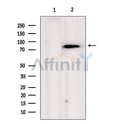 Валидация Affinity DF7073 - 18709