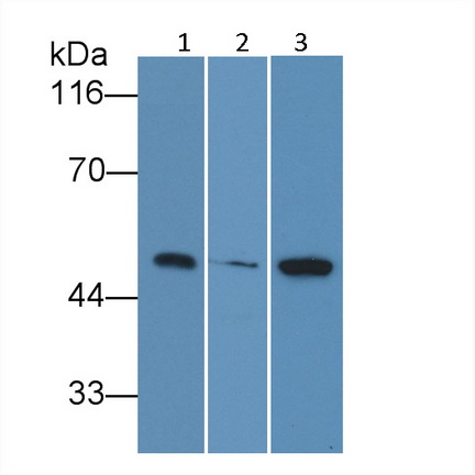 14566