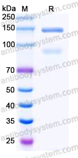 EHN14801, SDS-PAGE
