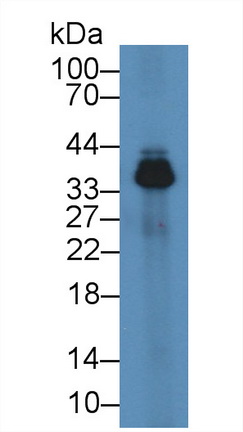 14950