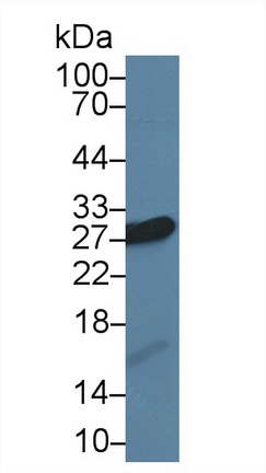 13687