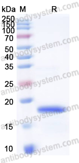Валидация AntibodySystem YHK62301