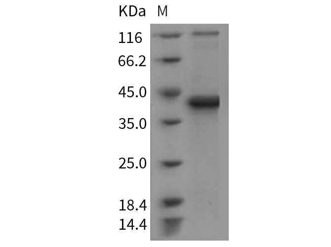 Валидация Elabscience PKSM040404(4404)