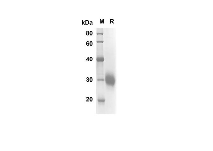 Валидация Elabscience PDMH100215(842)
