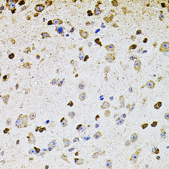 Валидация Elabscience E-AB-60451