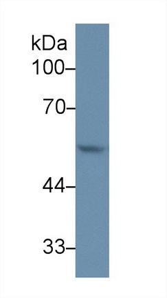 13324