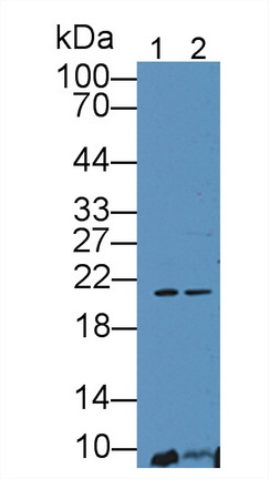 11978