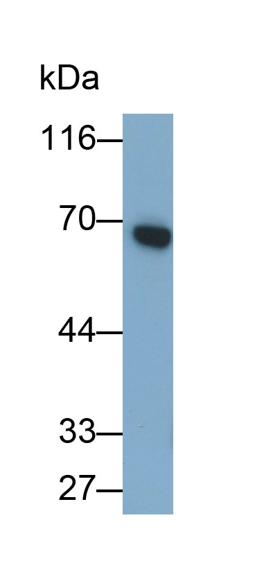 53327