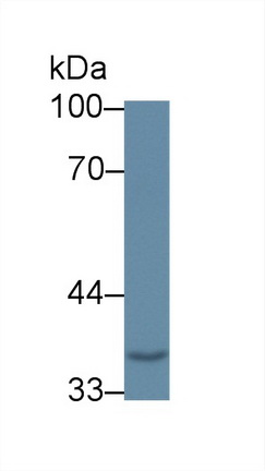12965
