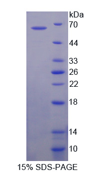 42248