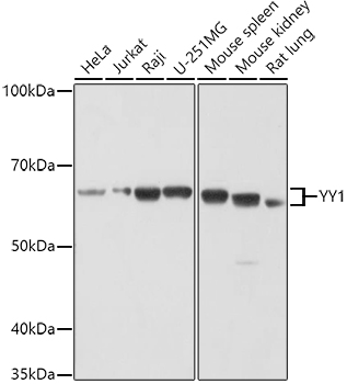 Валидация Elabscience E-AB-90534
