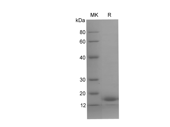 Валидация Elabscience PDEH100779(222)
