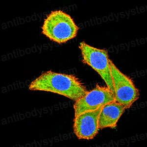 Валидация IF - AntibodySystem RHN98801