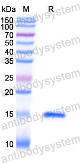 Валидация SDS-PAGE - AntibodySystem RHJ17801