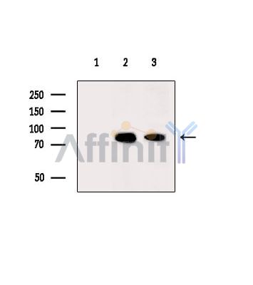 Валидация Affinity DF15135 - 11393