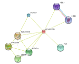 KCNQ1 Downstream Neighbor (KCNQ1DN)