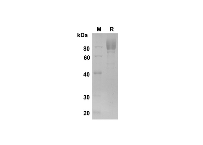 Валидация Elabscience PDMH100319(931)