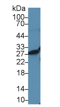 10442