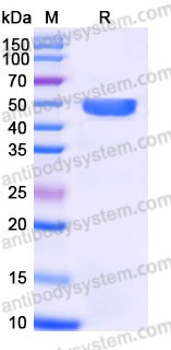 EHB80803, SDS-PAGE