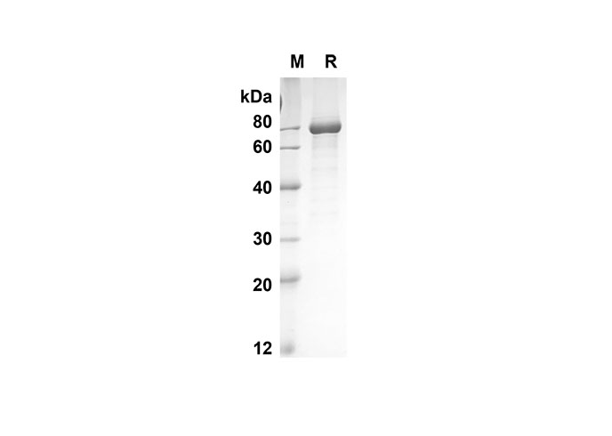 Валидация Elabscience PDMM100060(1033)