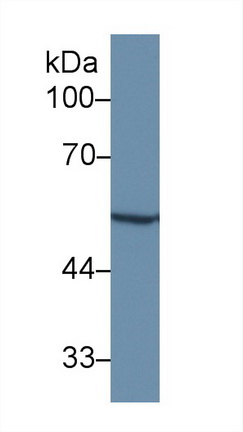 13325
