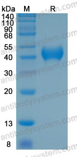 Валидация AntibodySystem AHD80801