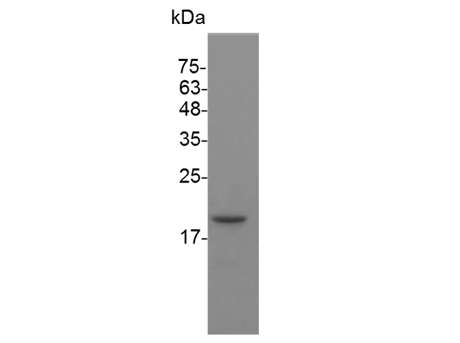 Валидация Elabscience PKSM041493(5353)