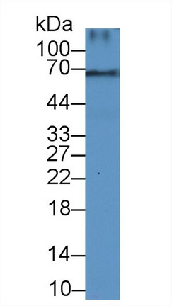 8668