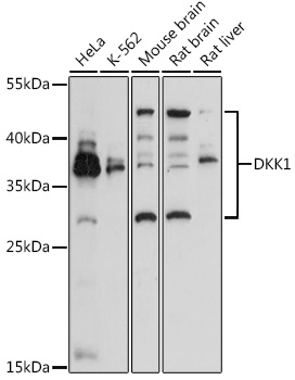 Валидация Elabscience E-AB-92475