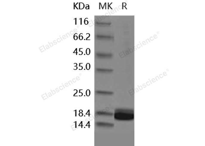 Валидация Elabscience PKSH031850(2475)