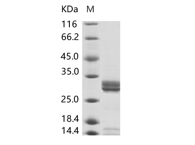 Валидация Elabscience PKSV030170(5947)