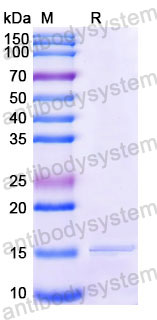 Валидация SDS-PAGE - AntibodySystem RHE25601